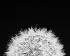 Dandelion close up in black and white