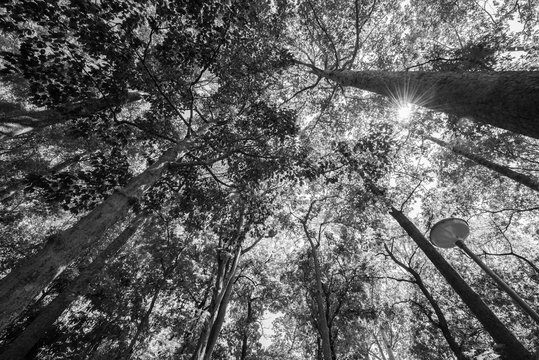 Fototapeta black and white of Sun rays shining through trees ,nature backgr