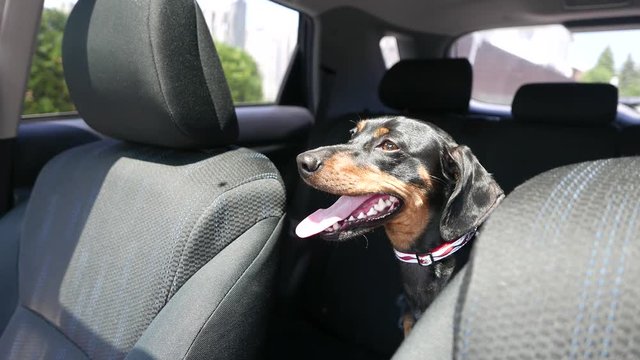 Dog trapped in a car on a warm day. Leaving pets locked in cars is never safe. But when the weather gets warmer, it can be deadly. High temperatures can cause irreparable organ damage and even death.