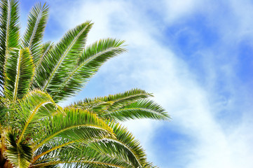 Palm tree with blue sky