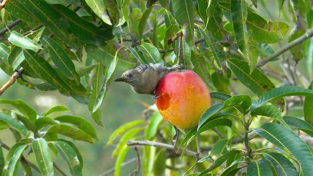 Woodpecker eating or feeding from a tropical mango fruit in Canaima National Park, Venezuela