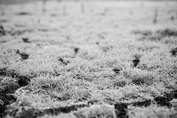 black and white of grass on the cracked mud