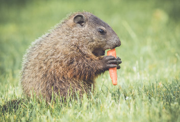 Very young groundhog eating a large carrot in vintage garden setting