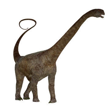 Malawisaurus Dinosaur on White - Malawisaurus was a herbivore sauropod dinosaur that lived in Africa during the Cretaceous Period.