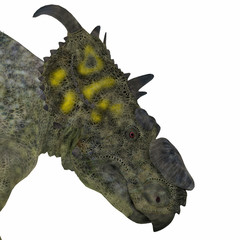Pachyrhinosaurus Dinosaur Head - Pachyrhinosaurus was a ceratopsian herbivorous dinosaur that lived in the Cretaceous Period of Alberta, Canada.