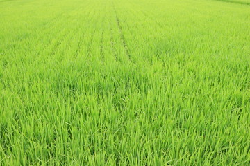 田園の新緑