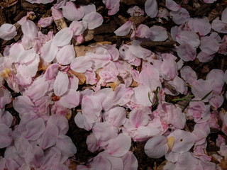 桜の花びら