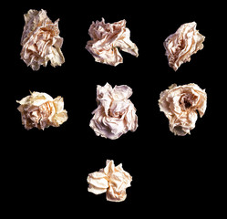 Close up white rose isolated on black background