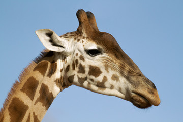 Close-up giraffe cute face	