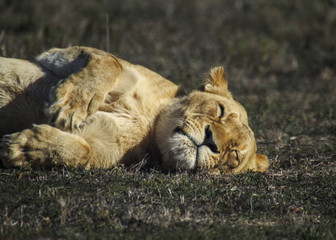 Young female lion resting on the ground