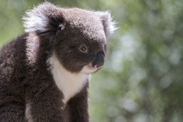 Koala resting on the  tree trunk 