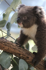 Young Koala crawling  on the tree branch
