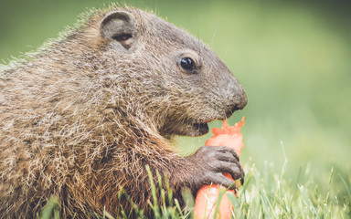 Closeup side view of very young groundhog about to eat a carrot in vintage garden setting