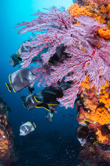 Fototapety na wymiar - Fototapeta24.pl