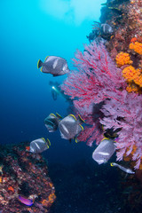 Fototapety na wymiar - Fototapeta24.pl