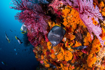 Wrought Iron Butterflyfish