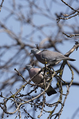 Common Wood Pigeon, Wood Pigeon, Columba palumbus
