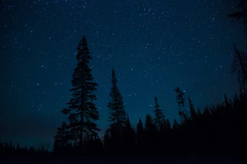  Starry night in pine forest © gevans