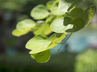 Green leaves texture, green leaves with sun ray, selective focus

