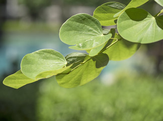Green leaves texture, green leaves with sun ray, selective focus
