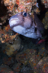 Obraz na płótnie Canvas Porcupinefish
