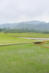 Newly planted rice seedlings in Banaue Rice Terraces