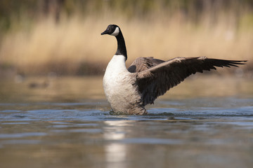 Canada Goose, Branta Canadensis