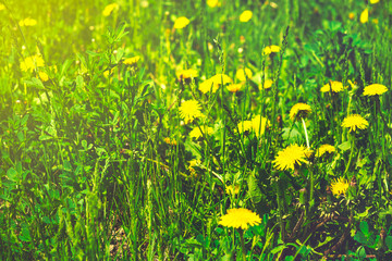 Fototapeta premium Yellow dandelions on the green field closeup in summer. Spring b