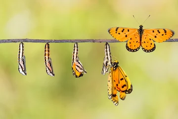Crédence de cuisine en verre imprimé Papillon Life cycle of Tawny Coster transform from caterpillar to butterf
