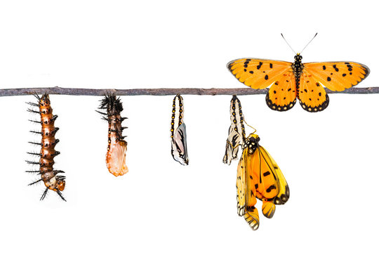 Life cycle of Tawny Coster transform from caterpillar to butterf