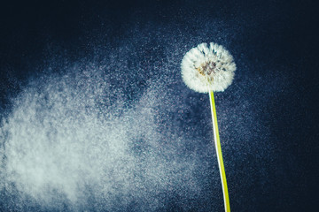 Naklejka premium dandelion flower against water particles background