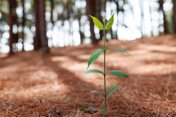 Growing young plant on bokeh background,Close-up