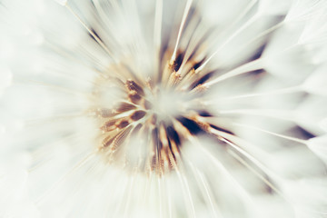 macro view of dandelion flower head