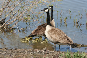 geese