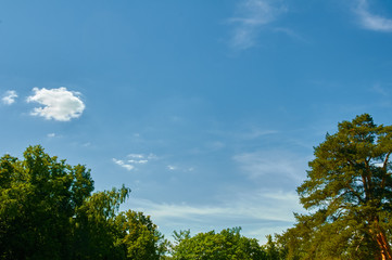 Green trees with blue sky