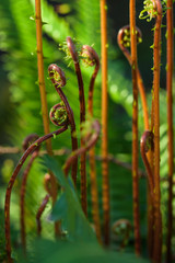 Close up of a ferns in the spring
