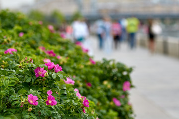 Fototapeta na wymiar rose bushes on the embankment
