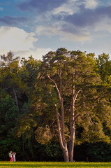 Obraz na płótnie Canvas Pine tree in the park