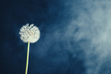 dandelion flower on fog background