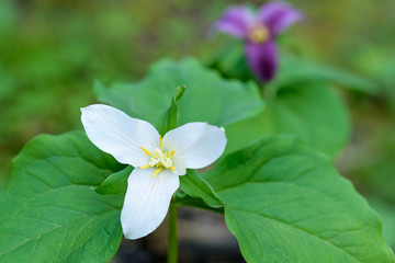 Close up of a trillium in the forest
