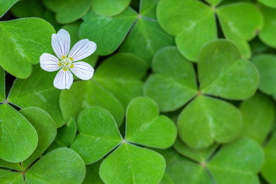 Close up of field of shamrocks in the forest
