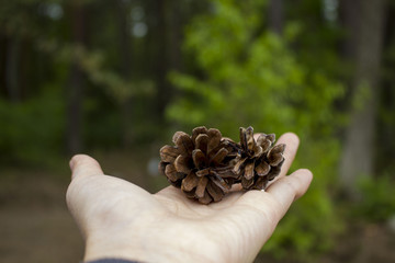 森の中の松ぼっくり