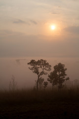 Fototapeta na wymiar Fog in forest at Thung Salang Luang National Park Phetchabun,Tha