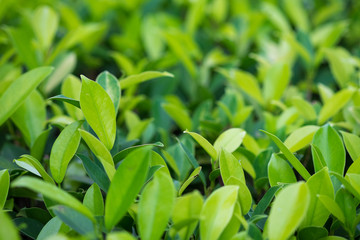 Green leaves background.