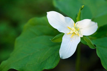 Close up of a trillium in the forest
