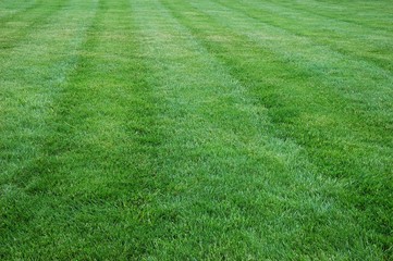 Fototapeta na wymiar green grass playing field