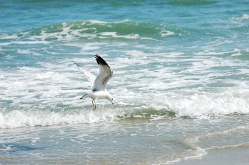 Fototapeta na wymiar seagull flying on top of the beach sea wave