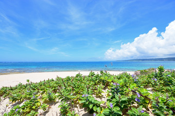 沖縄の青い海と亜熱帯植物