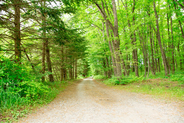 Obraz premium 軽井沢の道