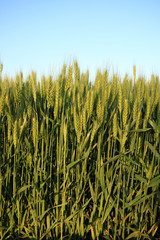 wheat growing